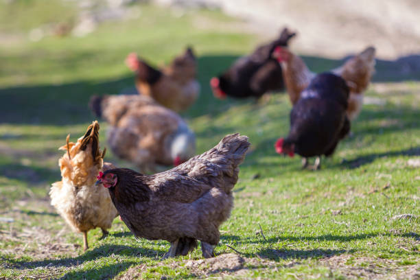 istock Big nice beautiful red brown hens feeding outdoors in green meadow with fresh grass on bright sunny day on blurred background. Farming of poultry, chicken meat and eggs concept. 981776378