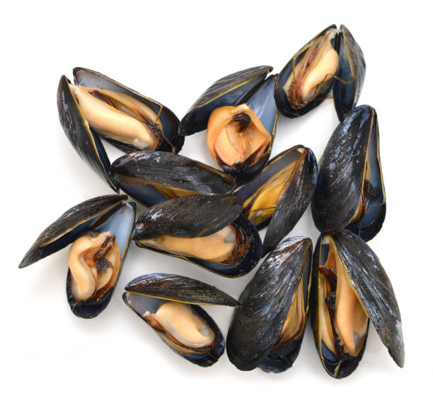 istock group of boiled mussels in shells isolated on white background 981776572