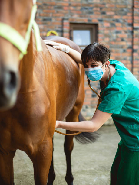 istock Vet and horse 981777650