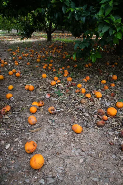 Fallen oranges covering the ground below orange trees. Fail crop due to rainstorm