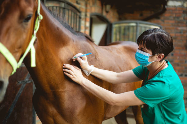 istock Vet and horse 981781684
