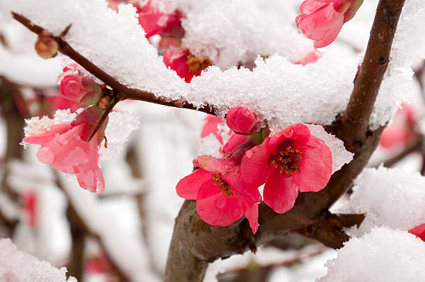 Pink peach blossom dusted with snow stock photo