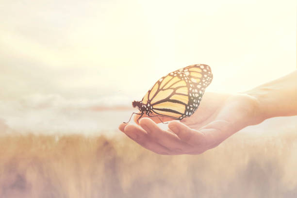 sweet encounter between a human hand and a butterfly sweet encounter between a human hand and a butterfly reincarnation stock pictures, royalty-free photos & images