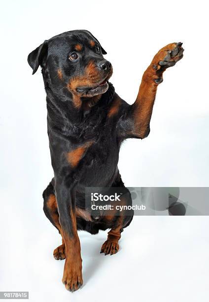 Rottweiler Скажите Hello — стоковые фотографии и другие картинки Без людей - Без людей, Вертикальный, Животное