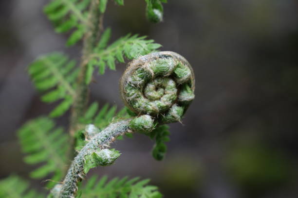 Endemic Plant Species stock photo