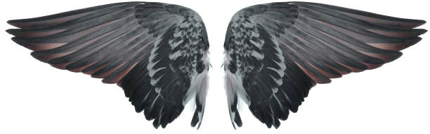 istock Wing of bird isolated on white background 981784822