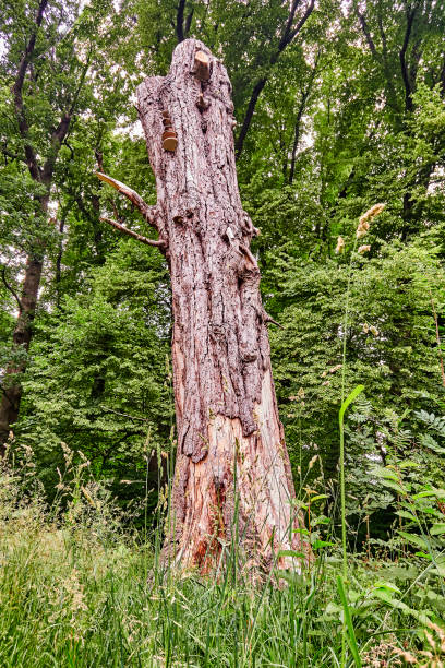 istock old dead tree with mushrooms in green park 981788112