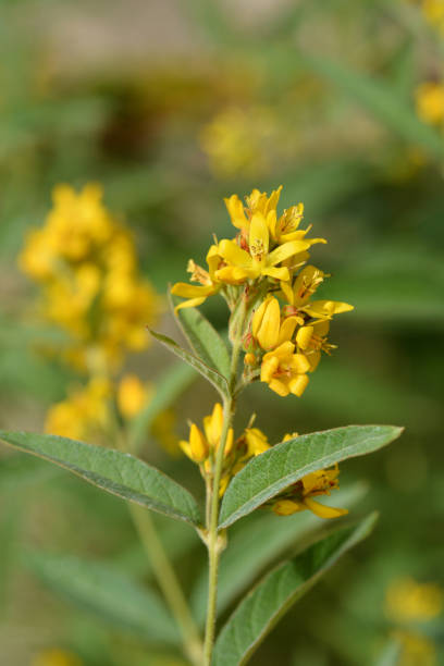 istock Garden loosestrife 981789288