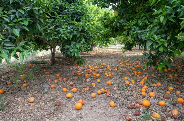 Fallen oranges covering the ground below orange trees. Fail crop due to rainstorm