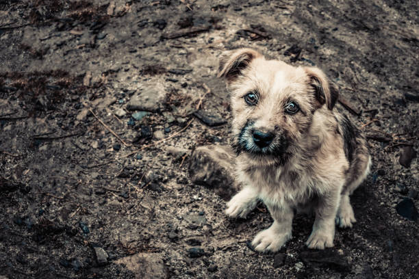 A cute beige dog sitting on the ground and looking at the camera