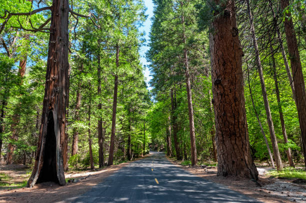 istock Yosemite national park,USA 981794230
