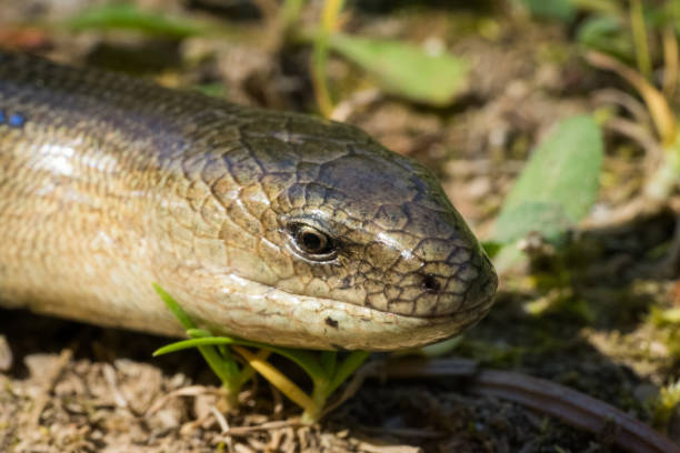 istock Anguis fragilis (Legless Lizard) in Natural Habitat 981795042