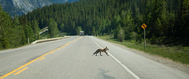 istock Fox crosses highway in Kananaskis Country 981795064