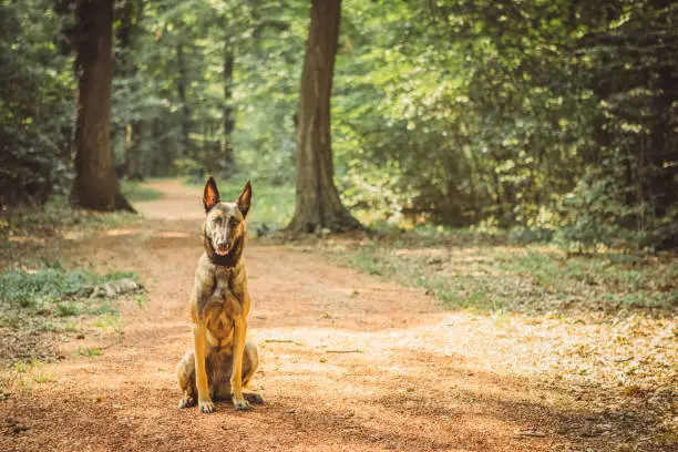 Portrait of a young female Belgian Malinois in the woods. Summertime.