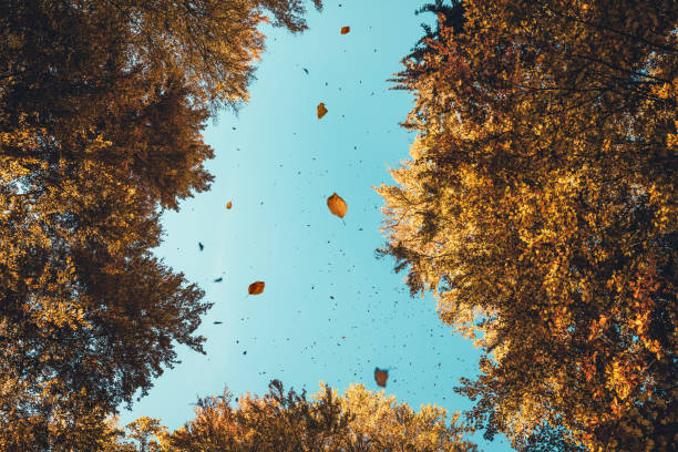Autumn leaves falling from the trees. View from below.