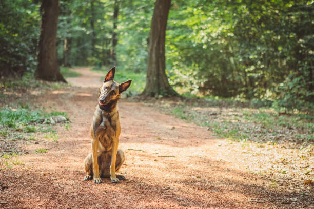 Portrait of a Belgian Malinois in the woods stock photo