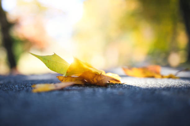 istock Autumn Leaves In Park 981799644