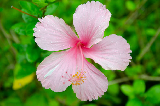 istock fresh flower and water spot 981800300