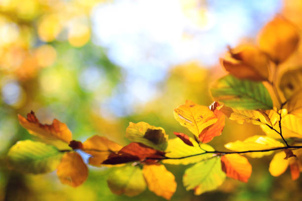 낙엽 색상화 추절 - saturated color beech leaf autumn leaf 뉴스 사진 이미지