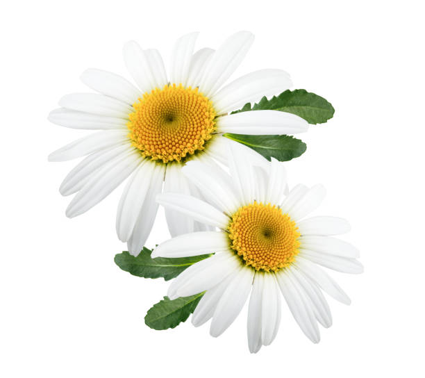 istock Daisy flowers isolated with leaves on white background 981800914