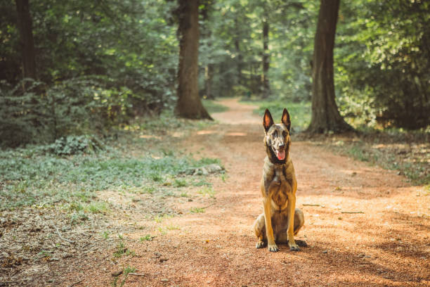 ritratto di una malinois belga nel bosco - belgian shepherd foto e immagini stock