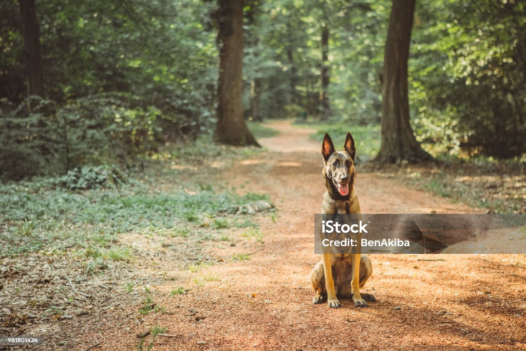 Portrait of a Belgian Malinois in the woods Portrait of a young female Belgian Malinois in the woods. Summertime. Belgian Malinois Stock Photo