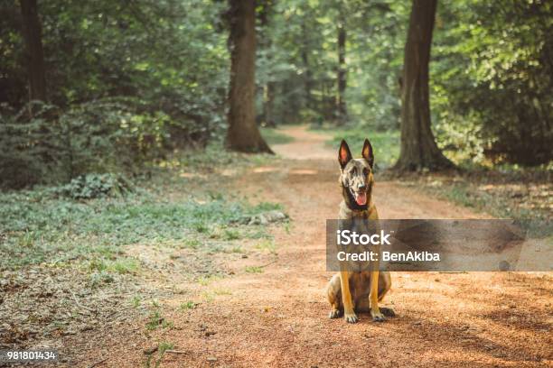 Portrait Of A Belgian Malinois In The Woods Stock Photo - Download Image Now - Belgian Malinois, Full Length, German Shepherd