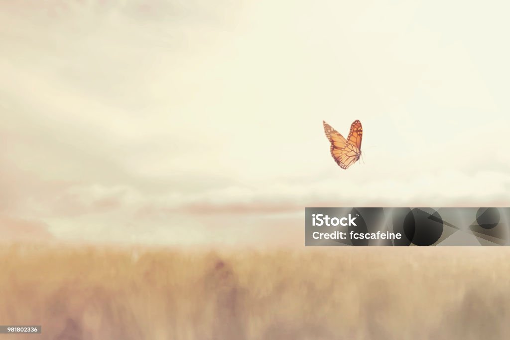 bunte Schmetterlinge fliegen frei inmitten der Natur - Lizenzfrei Schmetterling Stock-Foto