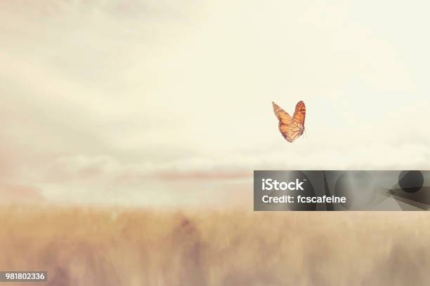 Colorful Butterfly Flying Free In The Middle Of Nature Stock Photo - Download Image Now