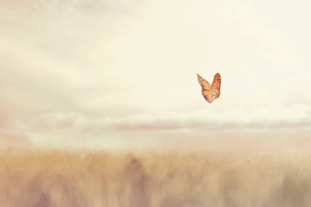 colorful butterfly flying free in the middle of nature - reincarnation imagens e fotografias de stock