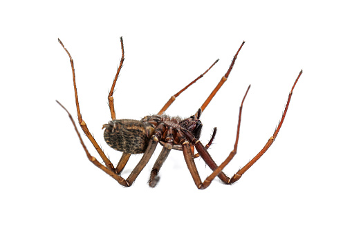 dead predatory spider isolated on white