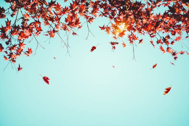 추절 배경기술 - autumn sky blue treetop 뉴스 사진 이미지
