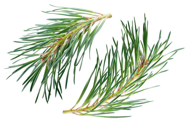 branches de pin isolé sur fond blanc - pine needle photos et images de collection