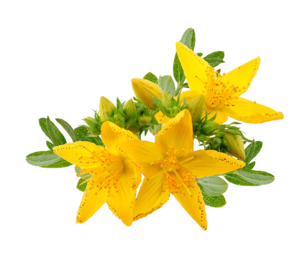 St. John's wort isolated on white background St. John's wort (Hypericum perforatum) isolated on white background as package design element rosemary dry spice herbal medicine stock pictures, royalty-free photos & images