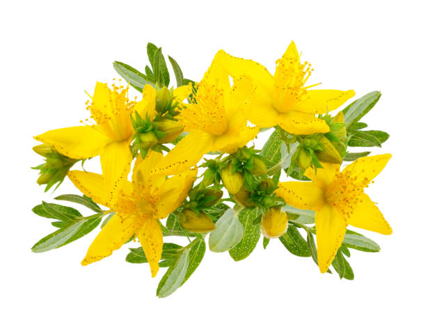St. John's wort isolated on white background St. John's wort (Hypericum perforatum) isolated on white background as package design element rosemary dry spice herbal medicine stock pictures, royalty-free photos & images