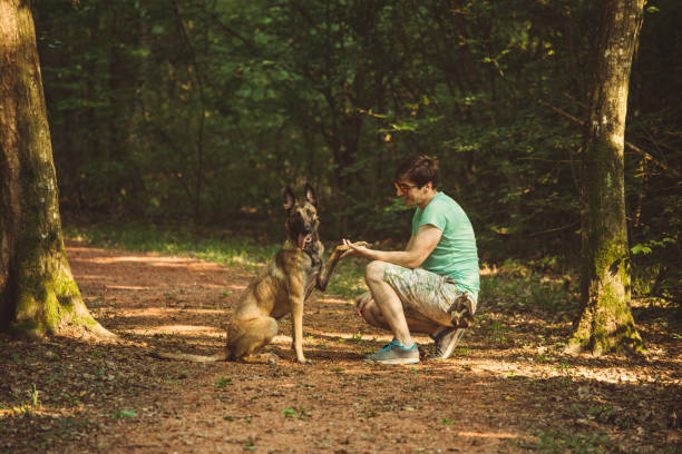 jeune homme entraîner son chien - belgian sheepdog photos et images de collection