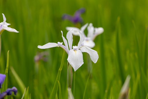 white Japanese iris flower close-up