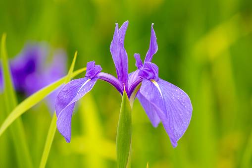 purple Japanese iris flower close-up