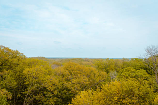 istock Tree canopy looking back at mainland Michigan from a sand dune in PJ Hoffmaster park 981810510