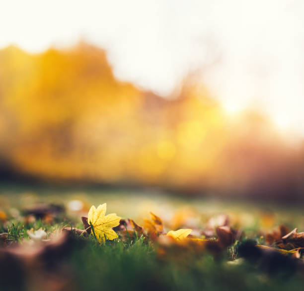 istock Autumn Leaves In Park 981811254