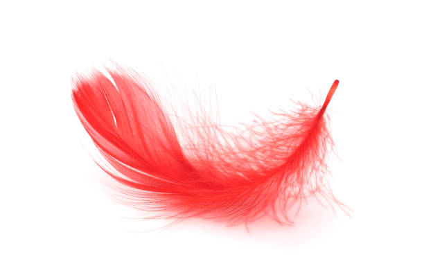 red feather no fundo branco - animal hair animal bristle close up - fotografias e filmes do acervo