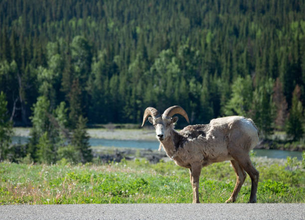 istock Molting Rocky Mountain Bighorn Sheep 981814804