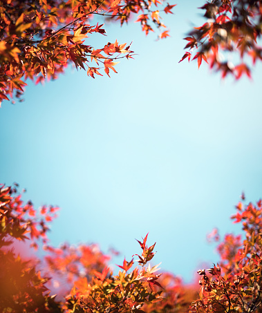 Colorful maple tree with copy space in the middle.