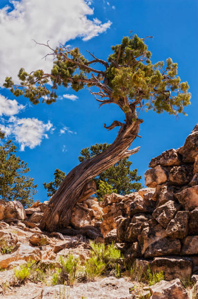 istock Grand Canyon national park,USA 981818632