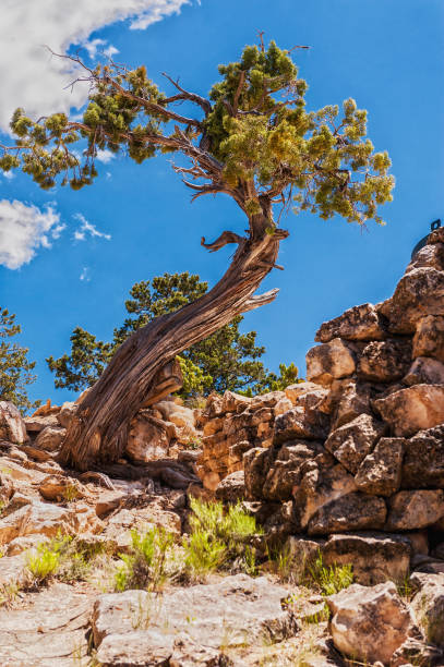 istock Grand Canyon national park,USA 981818730