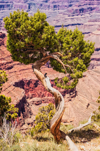 istock Grand Canyon national park,USA 981818752