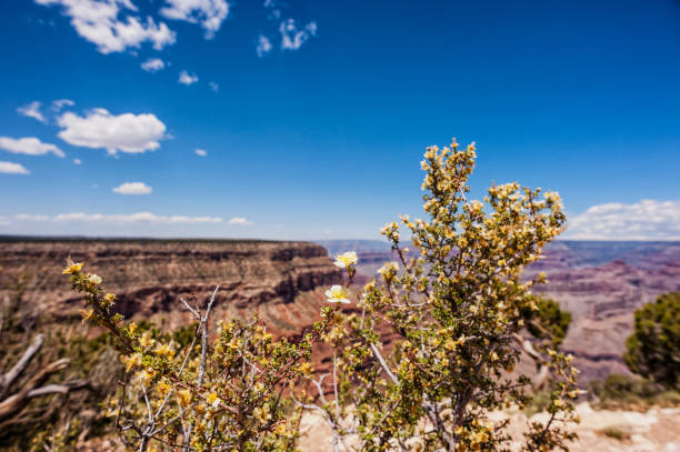 istock Grand Canyon national park,USA 981818868