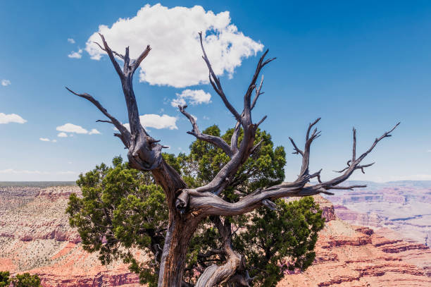 istock Grand Canyon national park,USA 981819166