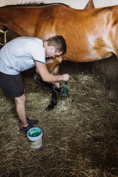 istock Man and horse in stable 981819248