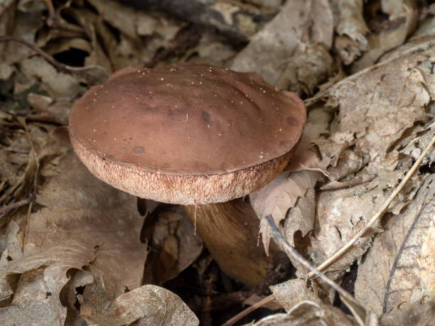 istock Boletus mushroom in oakwood. 981819720